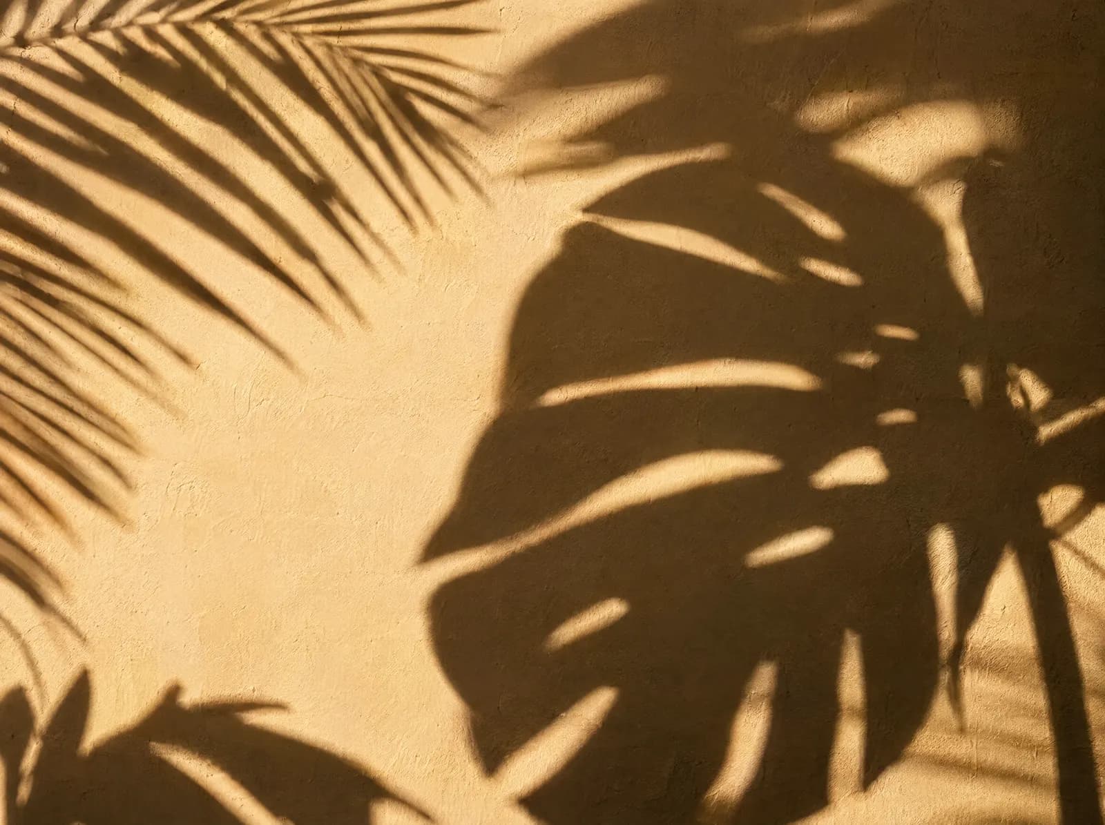 Palm and monstera leaf shadows on a warm plaster wall